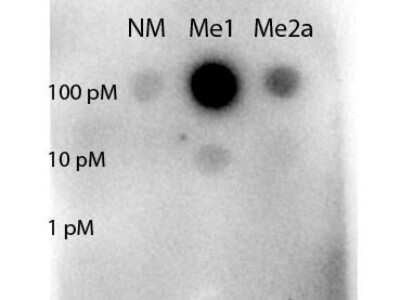 Western Blot: STAT5A [Methyl Arg31] Antibody [NBP2-44184]